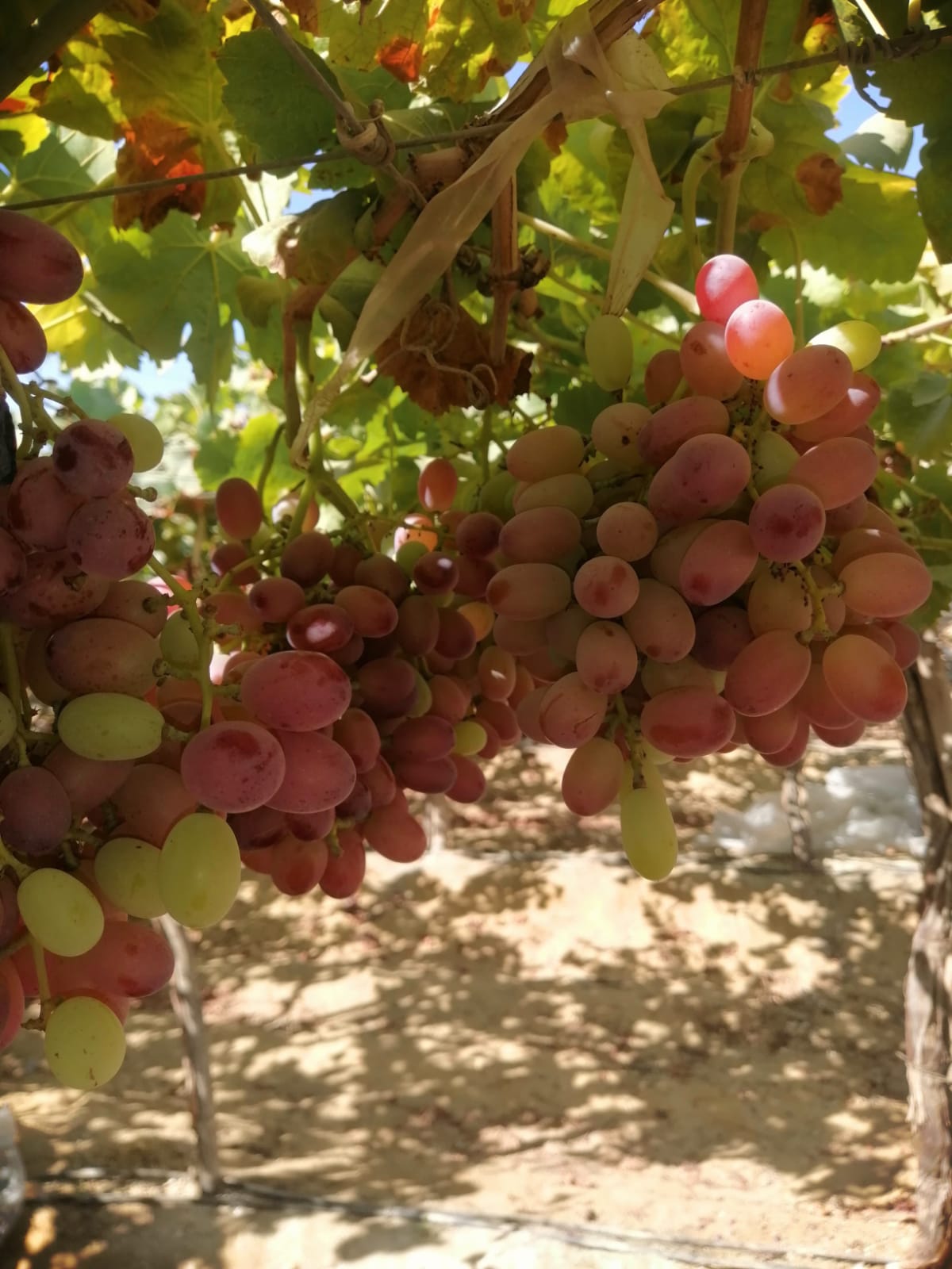 Crimson Grapes