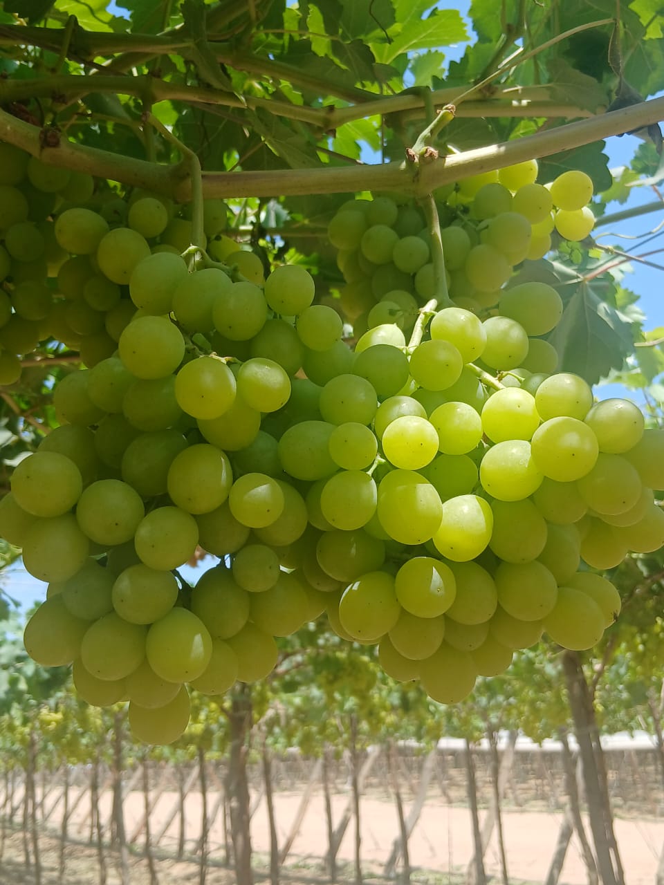 Early Sweet Grapes