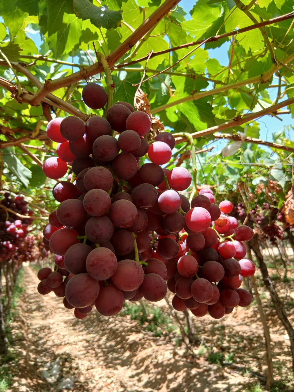 Flame Grapes