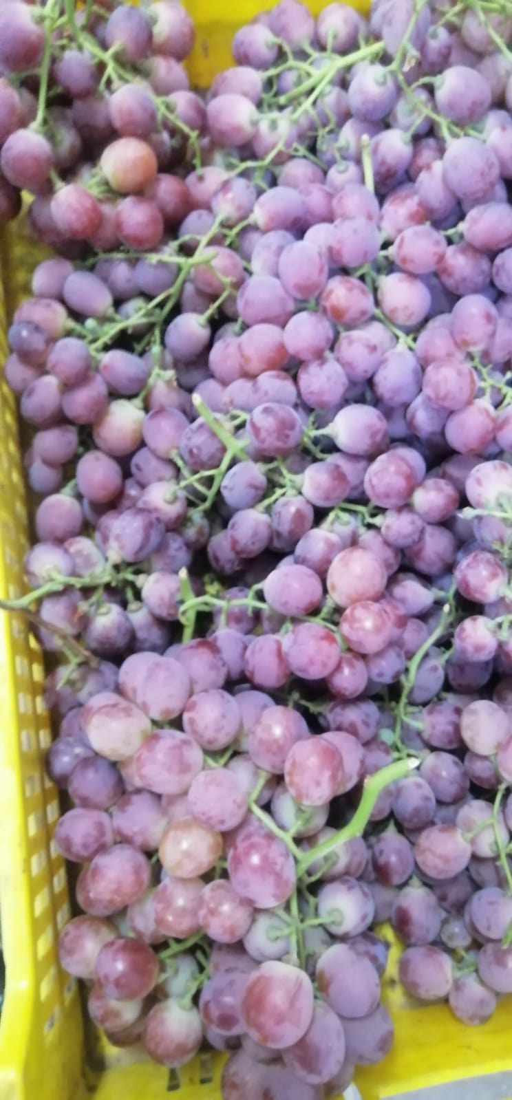 Red Globe Grapes