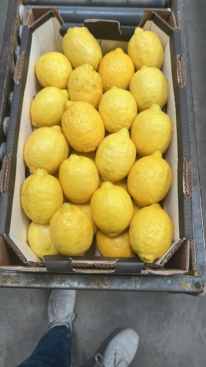 Adalia Lemon