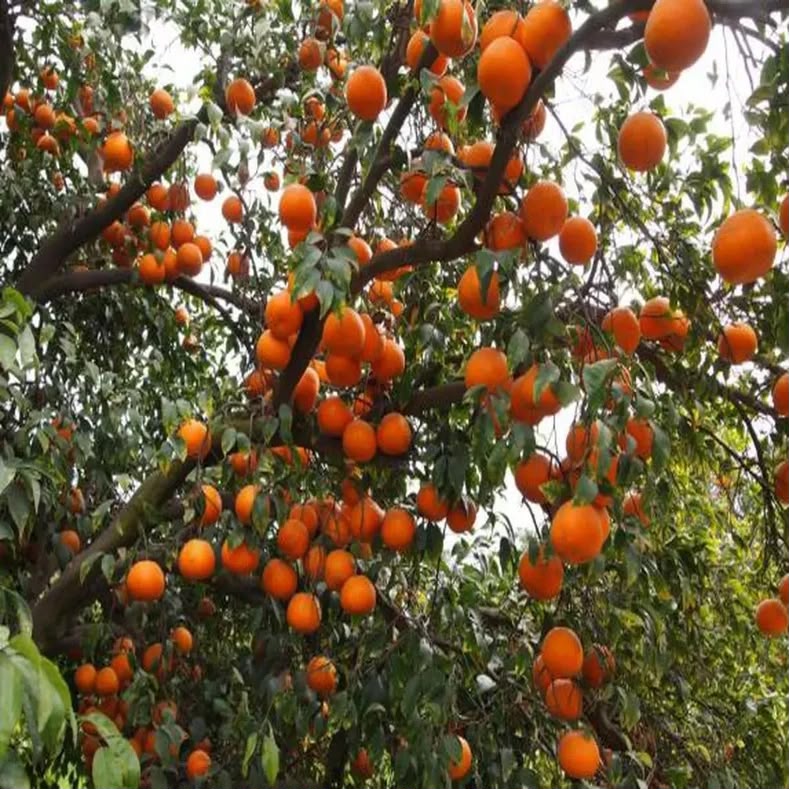 fremont-mandarin