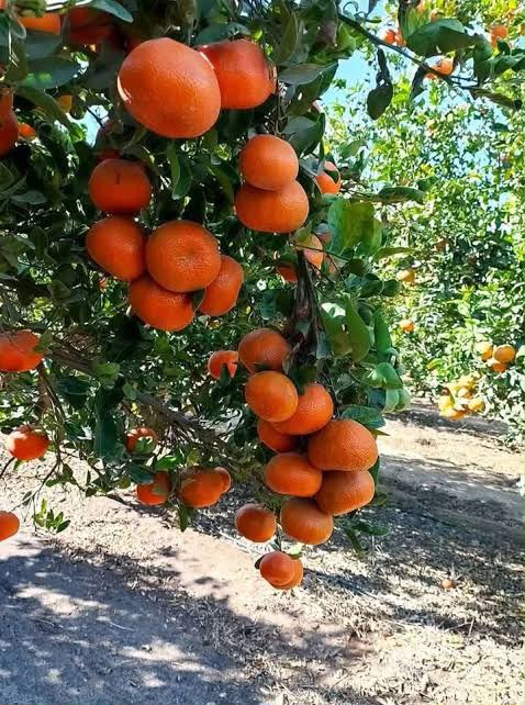 murcott-mandarin