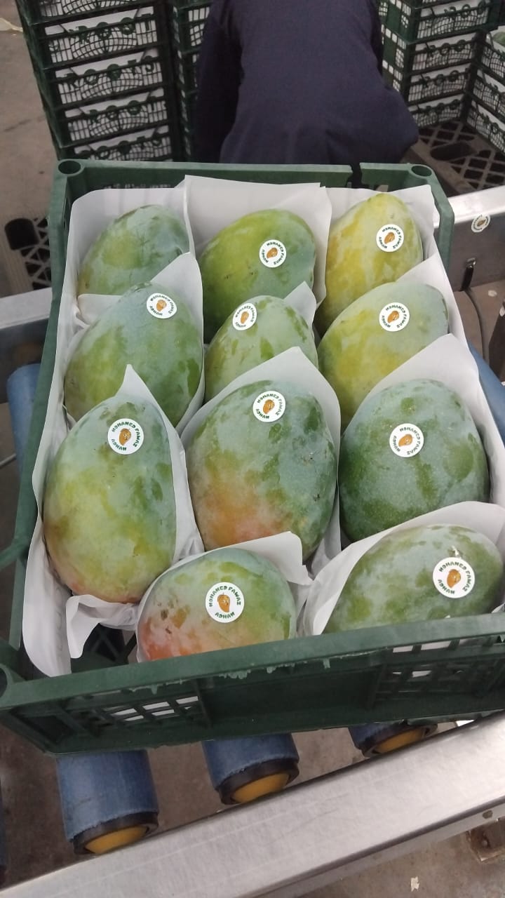 Fresh Mango