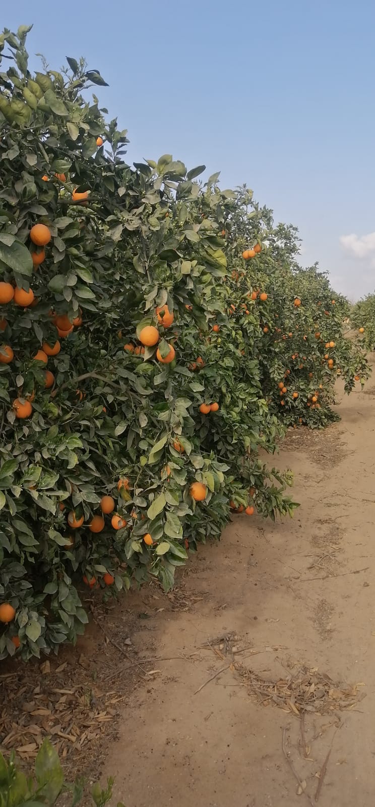 Baladi Orange