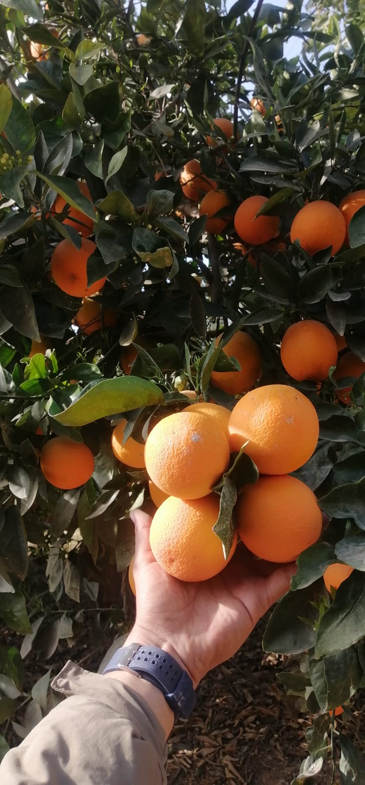 Valencia Orange