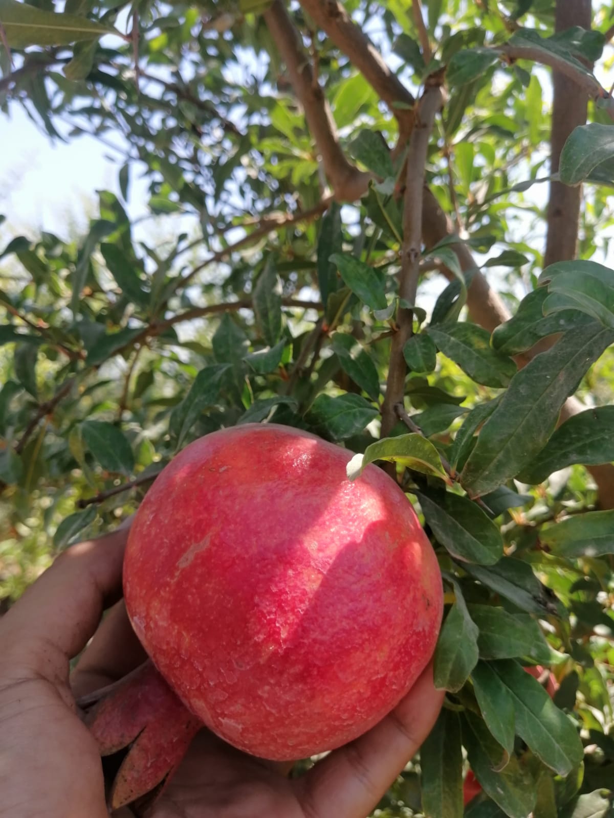 116 Pomegranate