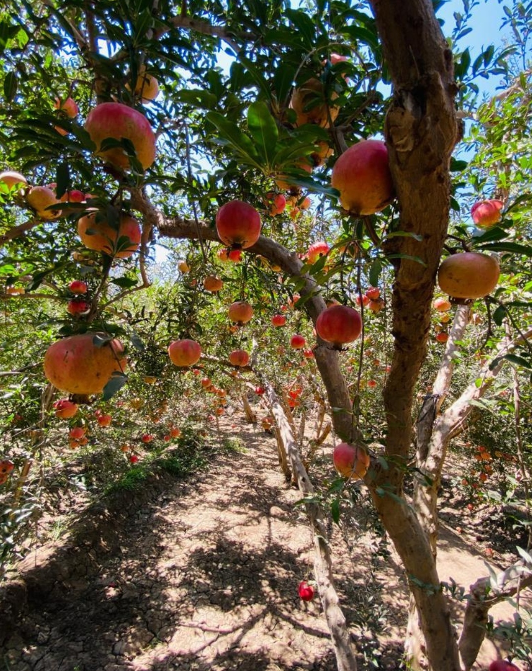 Baladi Pomegranate