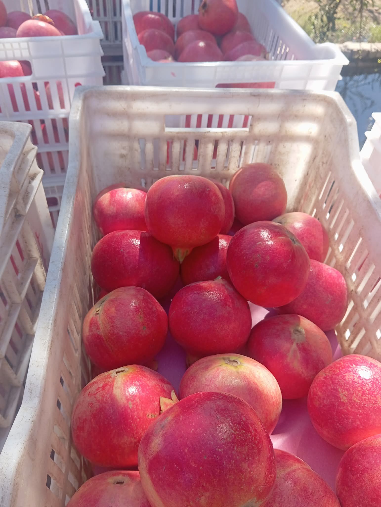 Wonderful Pomegranate