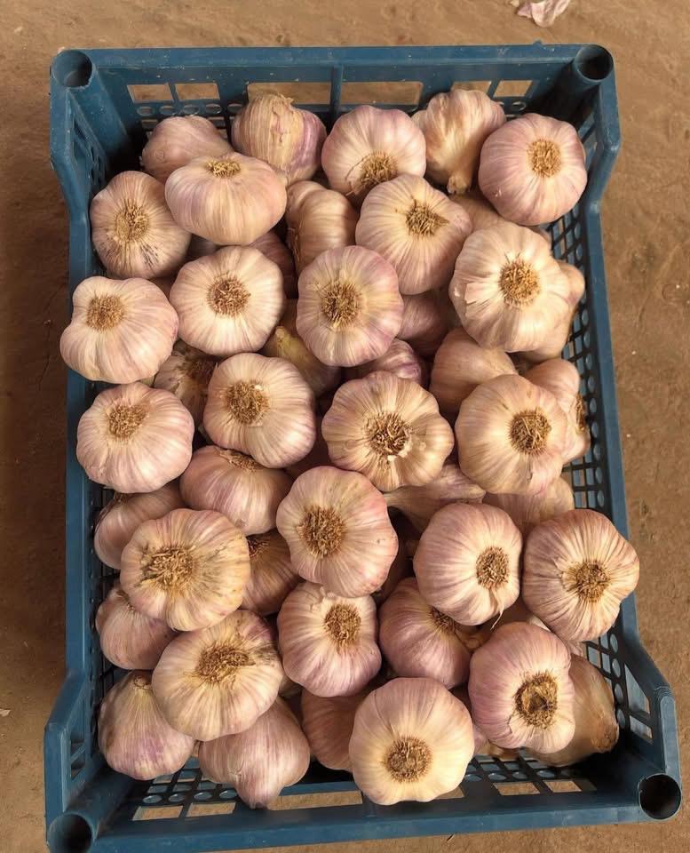 Fresh Garlic — White & Red