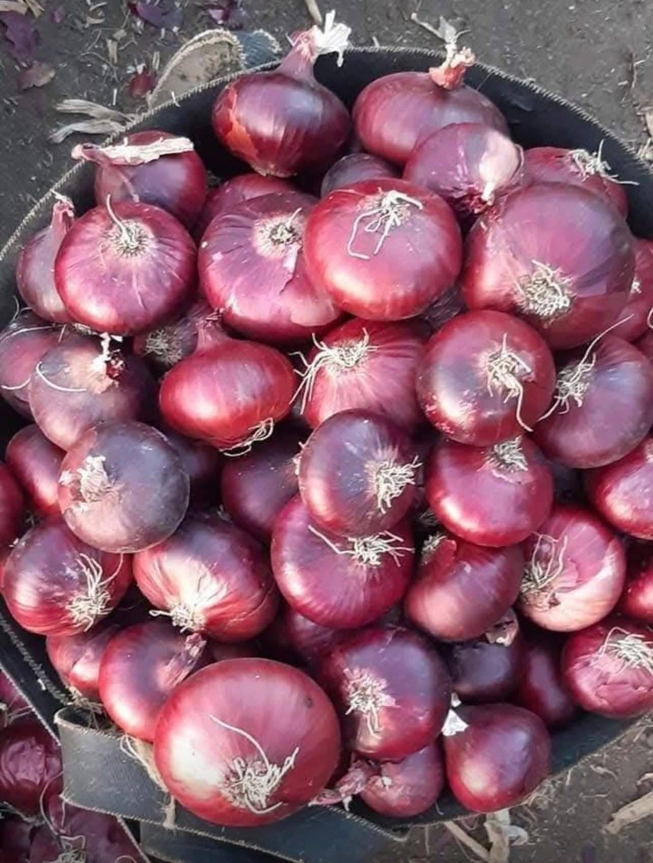 Yellow Onion