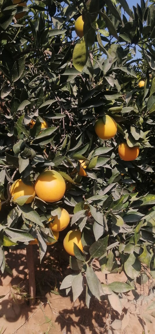 Freshly harvested Egyptian oranges prepared for export