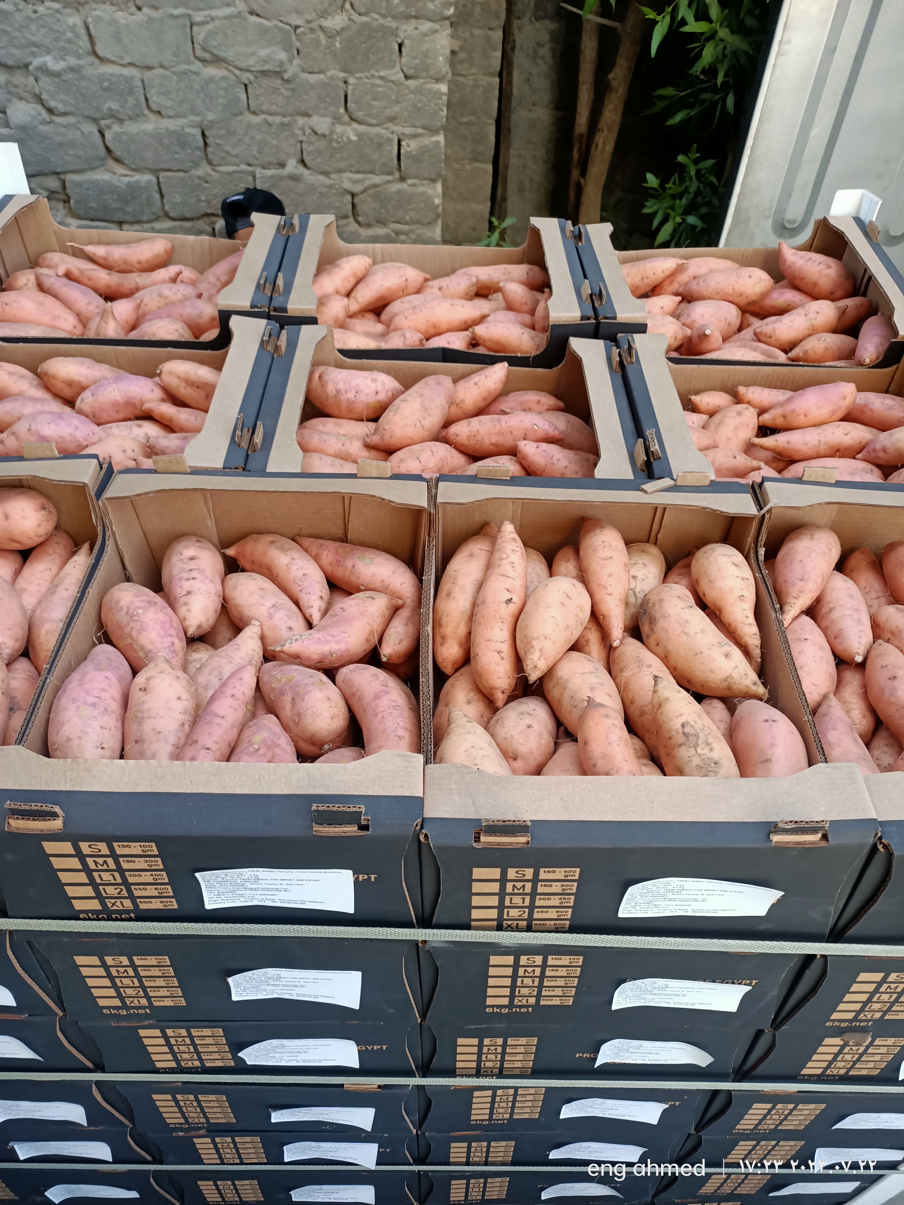 Sweet Potato