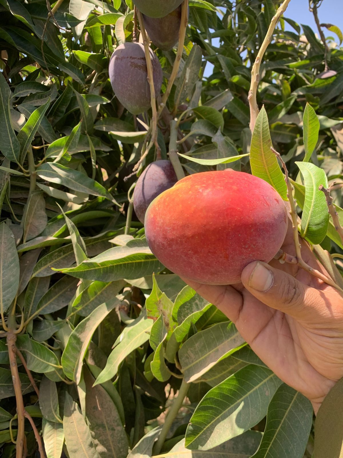 Fresh Mango
